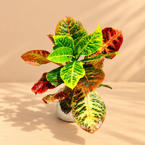 Croton Petra (Any Colour) in 4 Inch Nursery Bag