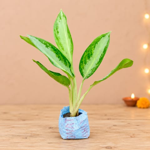 Aglaonema Dove in 4 Inch Nursery Bag