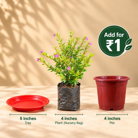 Free Gift - Set of 3 - 5 Inch Terracotta Red Tray, Cuphea in 4 Inch Nursery Bag & 4 Inch Red Nursery Pot