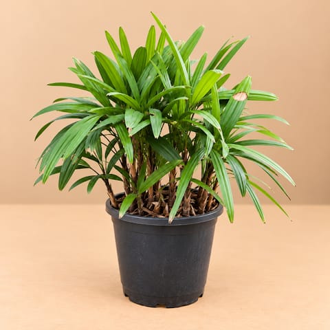 Raphis Palm in 10 inch Nursery Pot | XL Bushy Plant