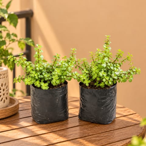 Set of 2 - Jade in 4 Inch Nursery Bag