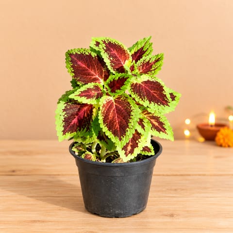 Coleus (Any Colour) in 6 Inch Nursery Pot