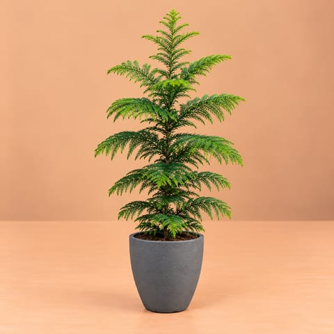 Araucaria / Christmas Tree (~ 3 fT) in 08 X 08 Inch Grey Premium Convessa Fiberglass Planter - Durable large size decoratiive fiber pot for indoor outdoor plants with 5 year warranty | Easy Care