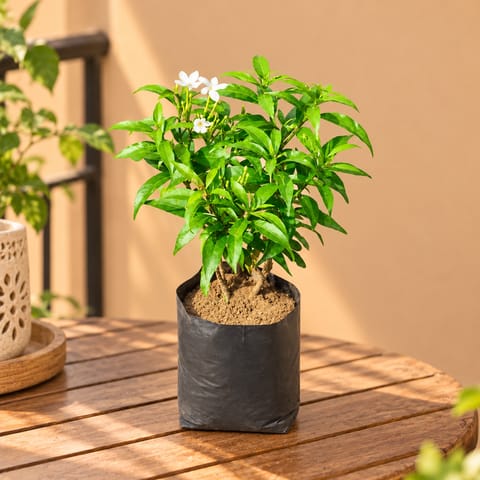 Chandni Dwarf in 4 Inch Nursery Bag