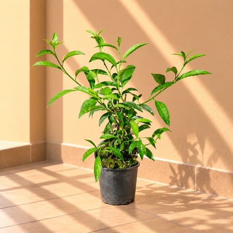 Raat ki Rani / Night Blooming Jasmine in 6 Inch Nursery Pot