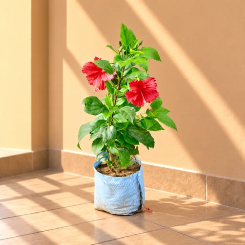 Hibiscus Red in 8 Inch Nursery Bag