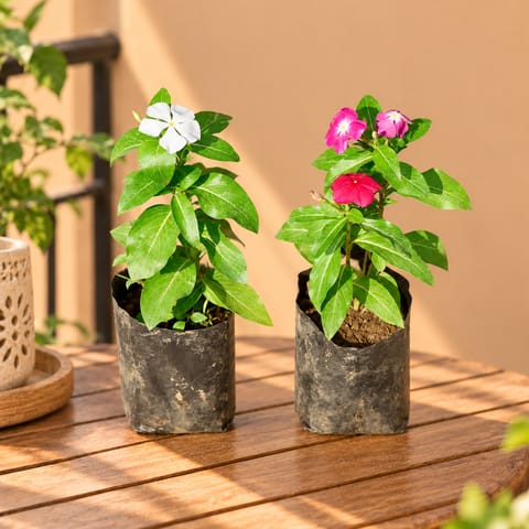Set of 2 - Periwinkle / Vinca / Sadabahar (any colour) in 4 Inch Nursery Bag