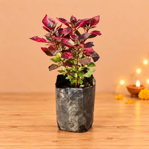 Alternanthera Red in 4 Inch Nursery Bag