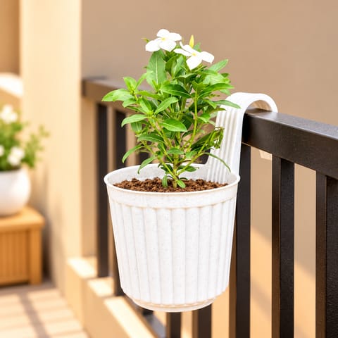 Periwinkle In 7 Inch White Railing Single Hook Hanging Plastic Pot