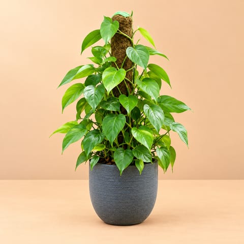 AirCare - Premium Oxycardium Green with 3 Ft Moss Stick in 12 X 12 Inch Grey Premium Orbis Fiberglass Planter